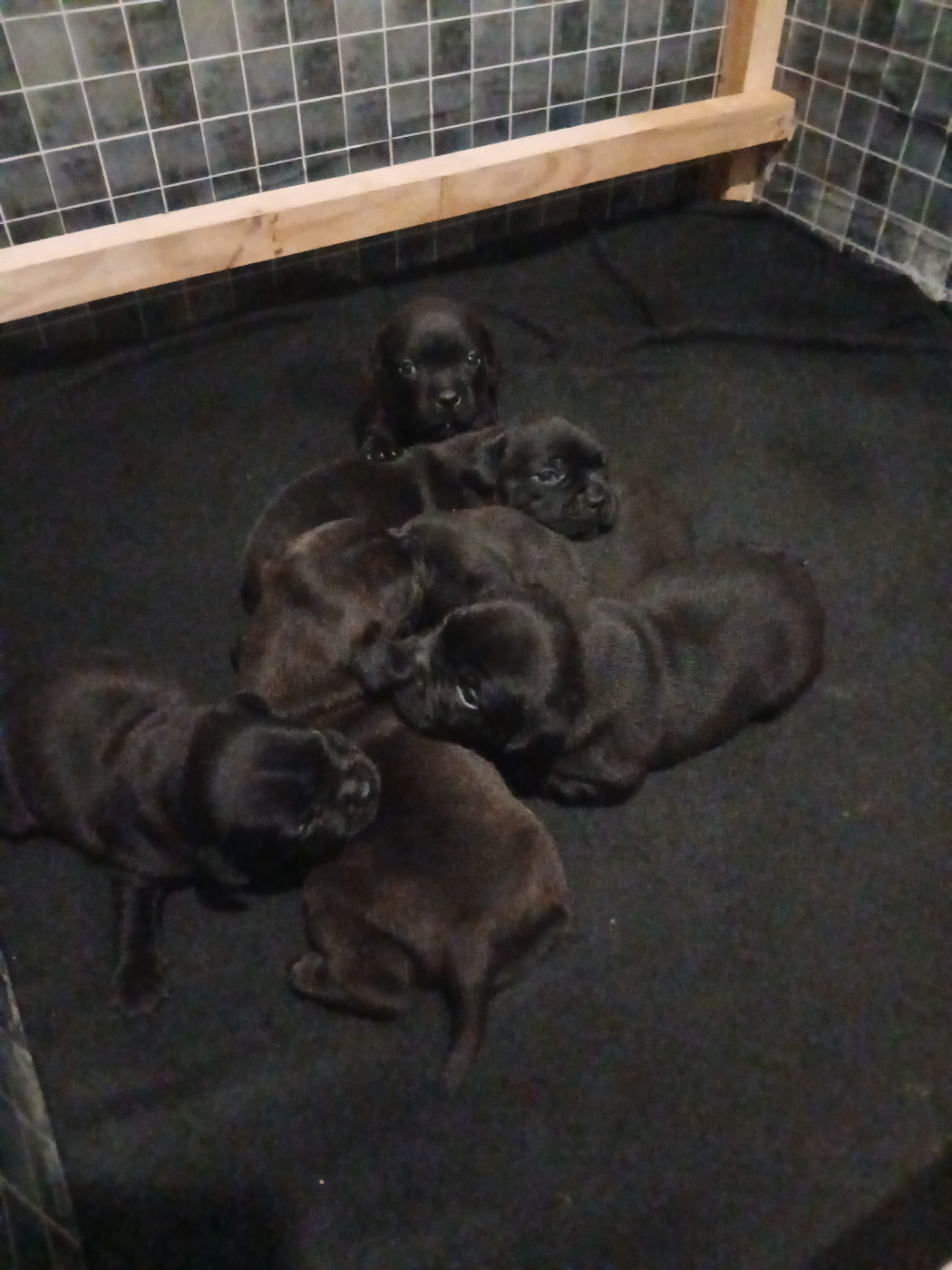 Black Ghost Teknopod Ship - Staffordshire Bull Terrier - Portée née le 23/04/2026