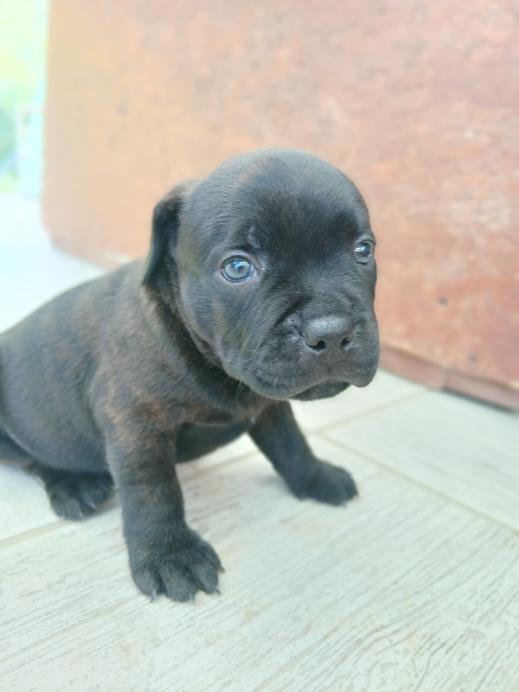Black Ghost Teknopod Ship - Chiots disponibles - Staffordshire Bull Terrier