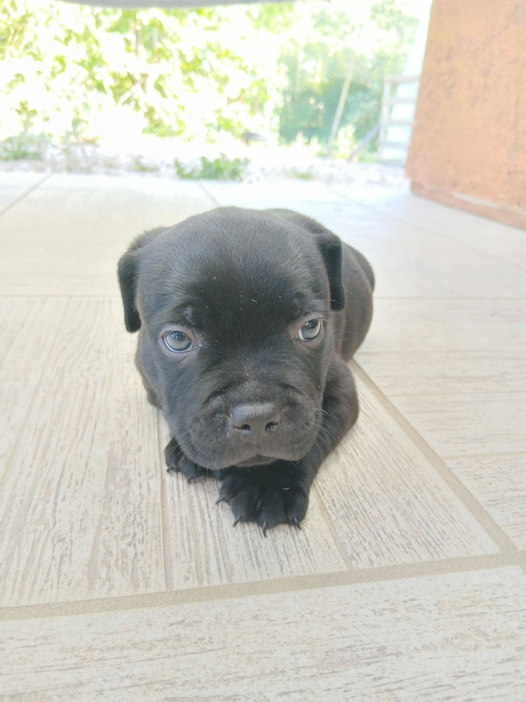 Black Ghost Teknopod Ship - Chiots disponibles - Staffordshire Bull Terrier