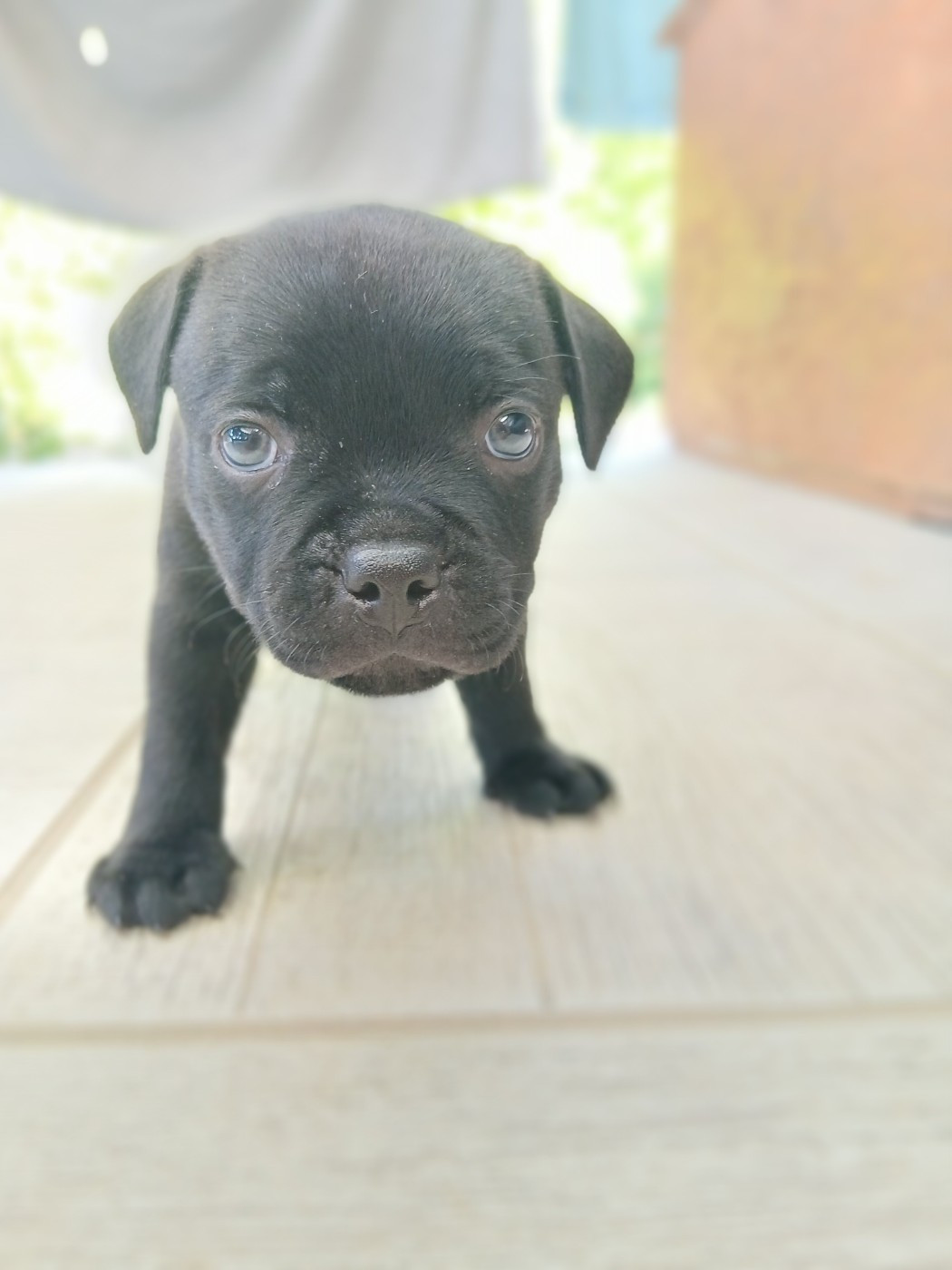 Black Ghost Teknopod Ship - Chiots disponibles - Staffordshire Bull Terrier
