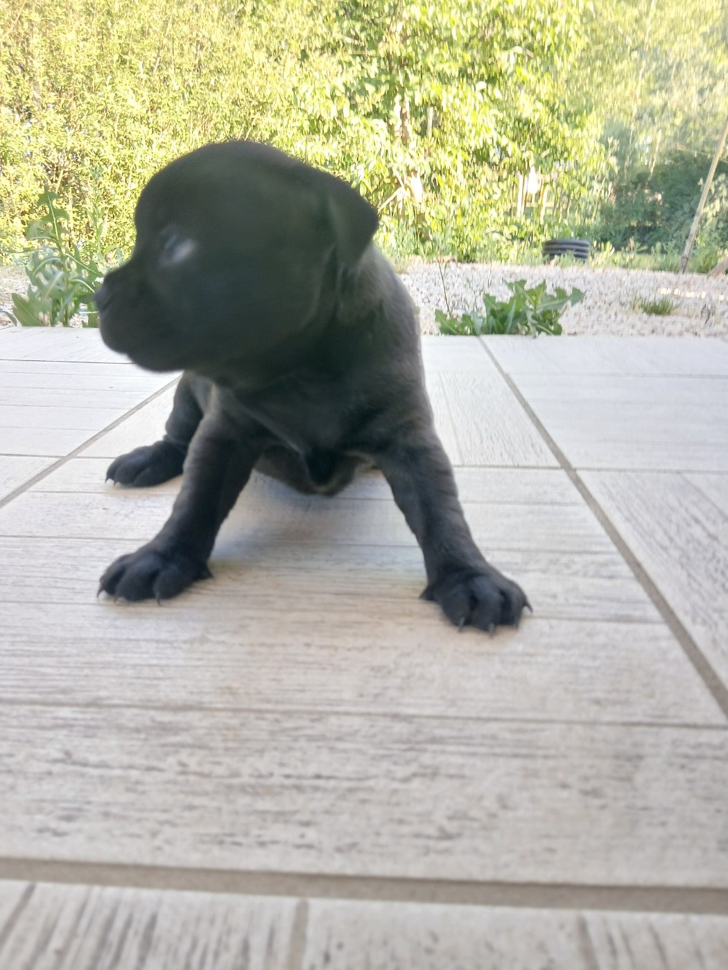 Black Ghost Teknopod Ship - Chiots disponibles - Staffordshire Bull Terrier