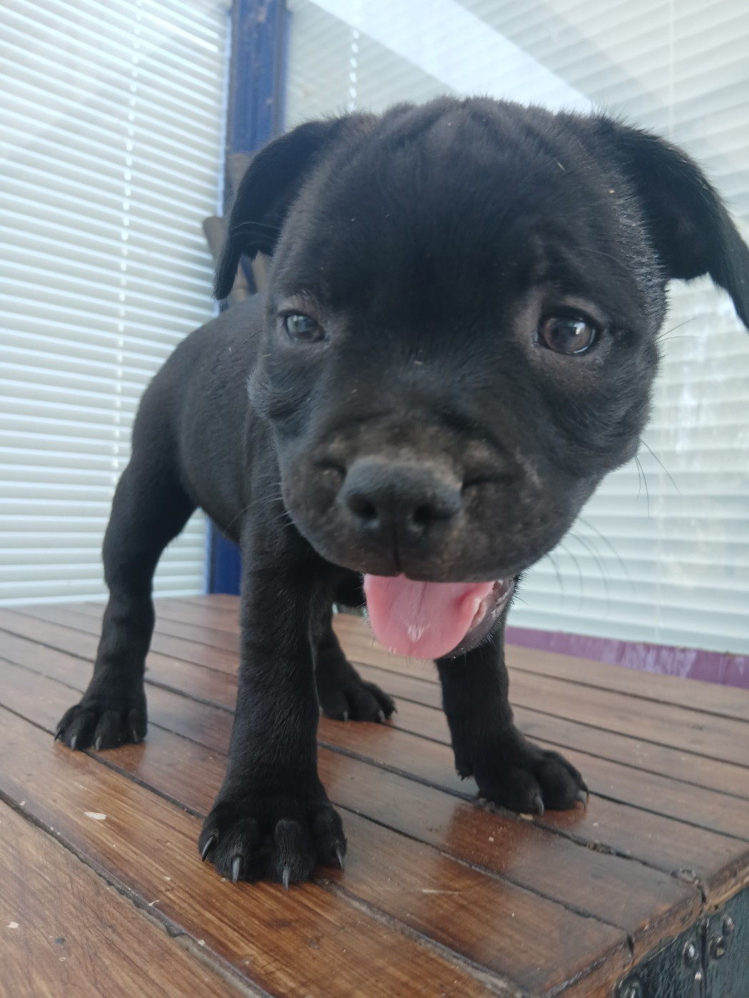 Black Ghost Teknopod Ship - Chiots disponibles - Staffordshire Bull Terrier